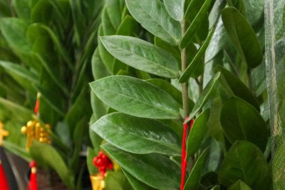 ​十种旺财又旺宅的植物