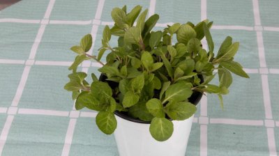 ​薄荷如何种植，薄荷发芽后如何护理