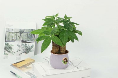 ​发财树可以放到卧室里吗?