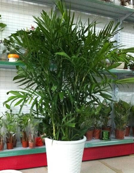 盆栽绿植 盆栽绿植