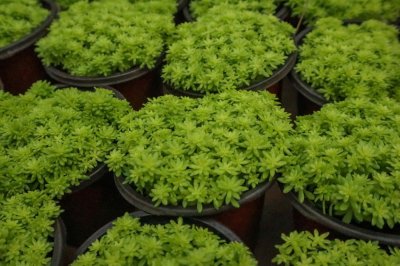 ​黄金万年草的四季养护方法