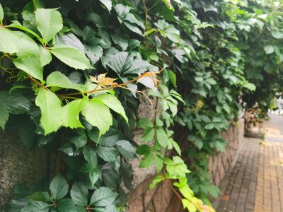 ​爬山虎有种子吗，爬山虎种子价格