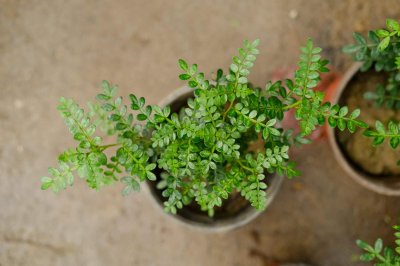 ​新买的胡椒木怎么养