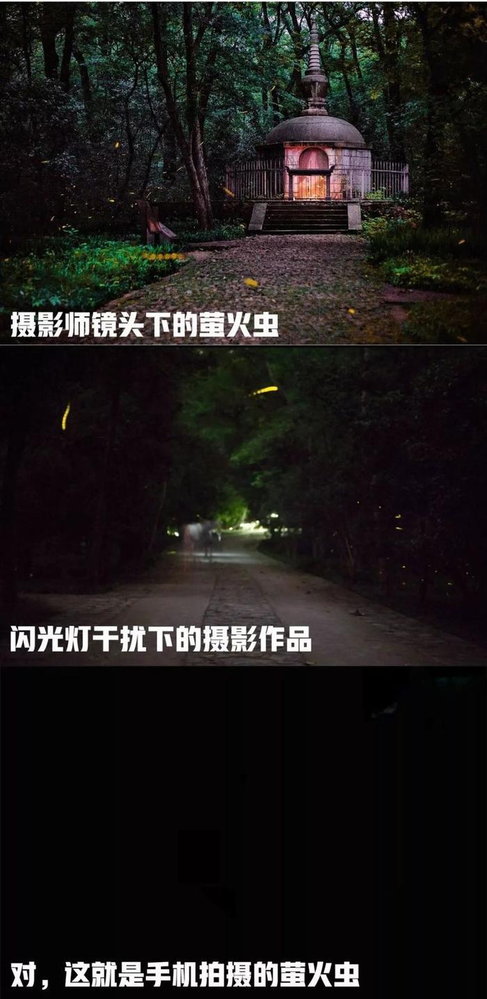 灵谷寺萤火虫, 南京仲夏夜的颜值巅峰