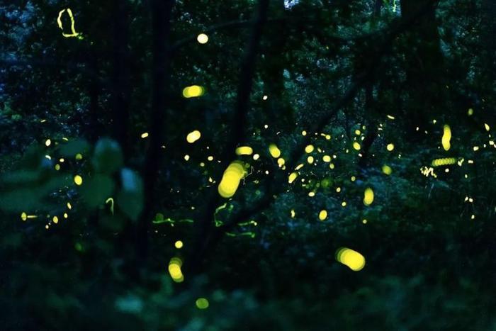 灵谷寺萤火虫, 南京仲夏夜的颜值巅峰