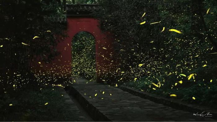 灵谷寺萤火虫, 南京仲夏夜的颜值巅峰