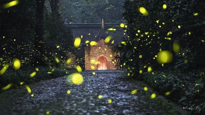 灵谷寺萤火虫, 南京仲夏夜的颜值巅峰