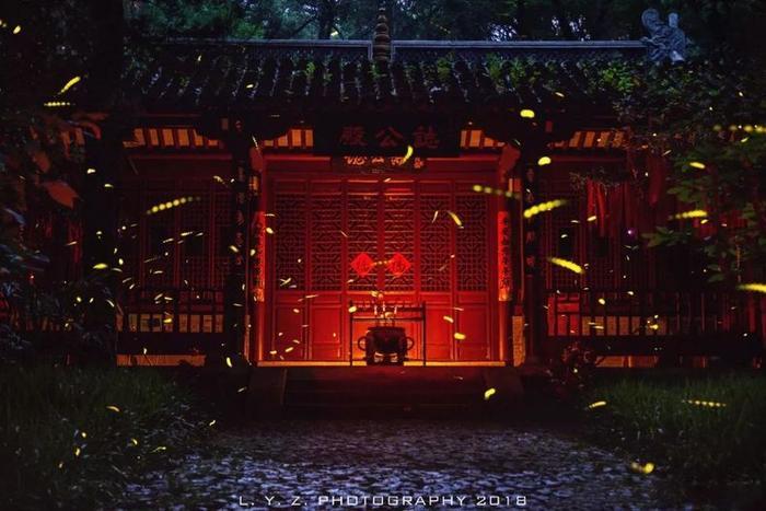 灵谷寺萤火虫, 南京仲夏夜的颜值巅峰