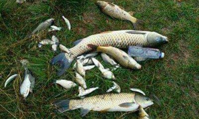 ​串钩用法汇总,钓鱼老手也未必全会,秋季钓大鱼,这绝对是利器!