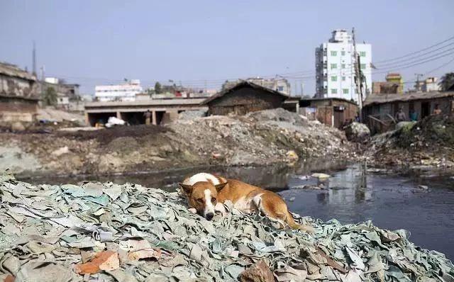 天天喊环保!关停小企业,取缔废品站,禁养又禁烧后的沉默