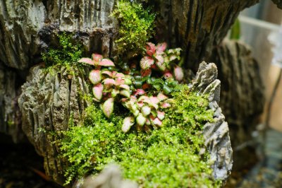 ​网纹草用什么盆养好看，生长过程是怎样的