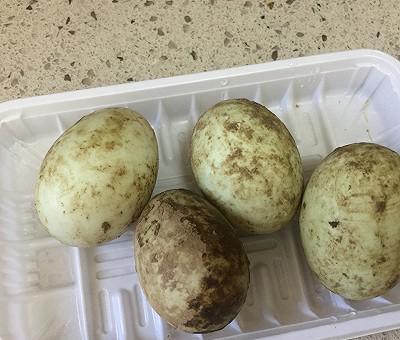 鸭蛋炒粉皮（10分钟快手家常菜）