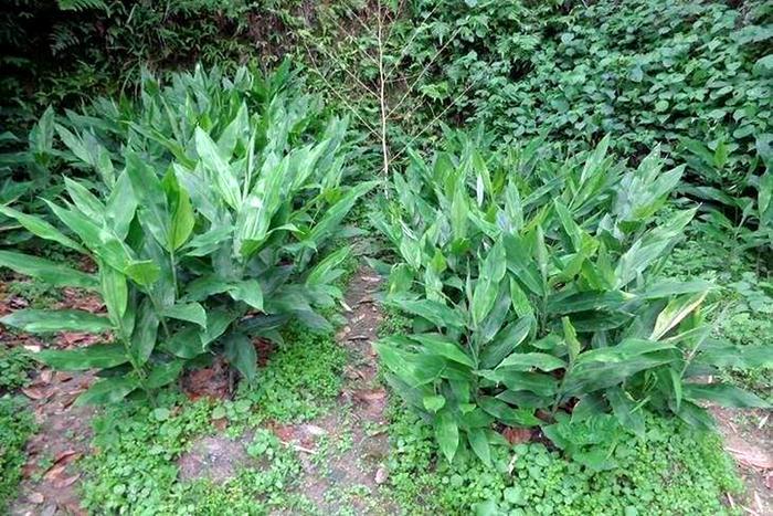 一种野生物,农村经常看到,我尝了一下:味道还可以