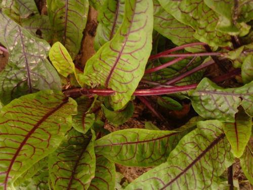 这种野草俗称金不换，比醋还要酸，市场价值还相当高！