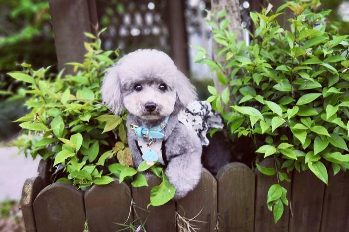 萌宠美图:小泰迪米妮和米多多放风记