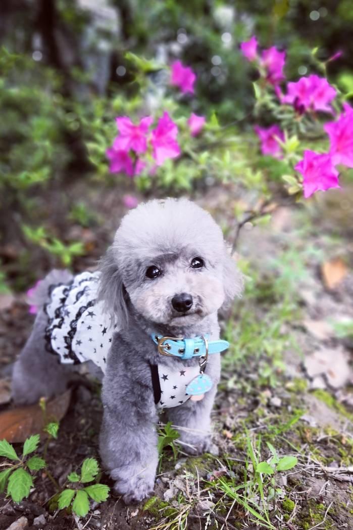 萌宠美图:小泰迪米妮和米多多放风记