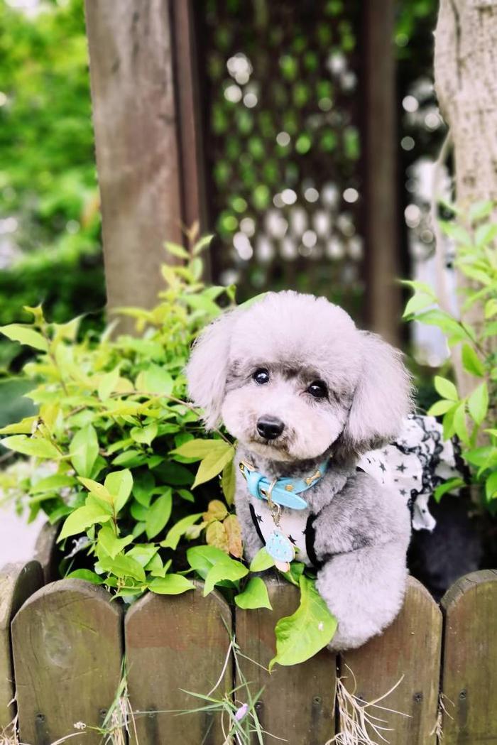 萌宠美图:小泰迪米妮和米多多放风记