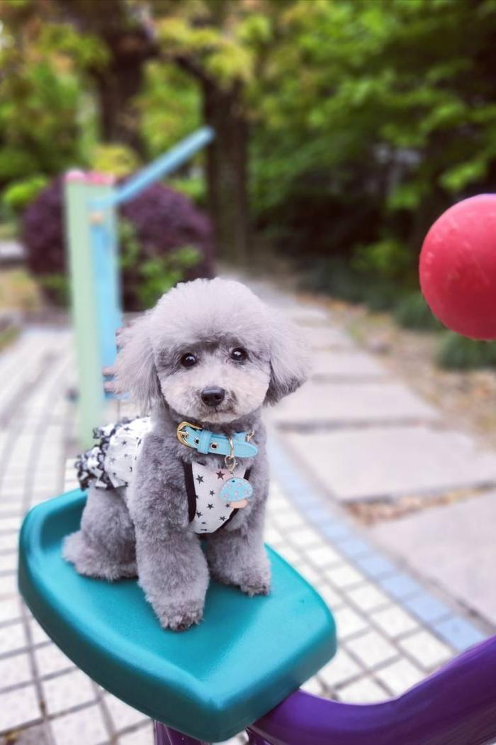 萌宠美图:小泰迪米妮和米多多放风记