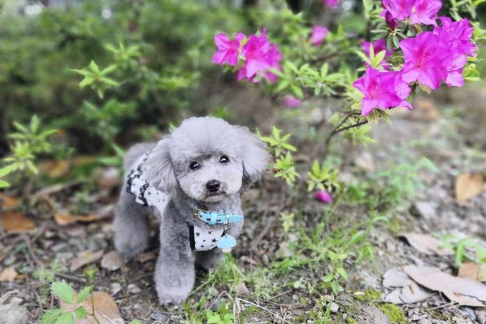 萌宠美图:小泰迪米妮和米多多放风记