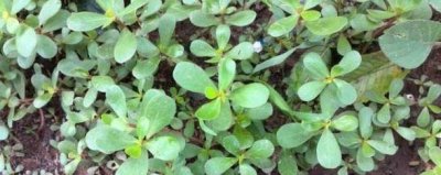 ​晒不死的蚂蚁菜，对女性产后恢复很有好处，晒干后卖到70元每斤