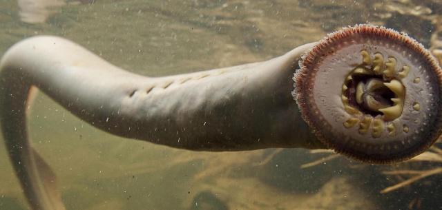 鱼类中的“吸血鬼”,已经存在3.6亿年,比食人鱼还要恐怖