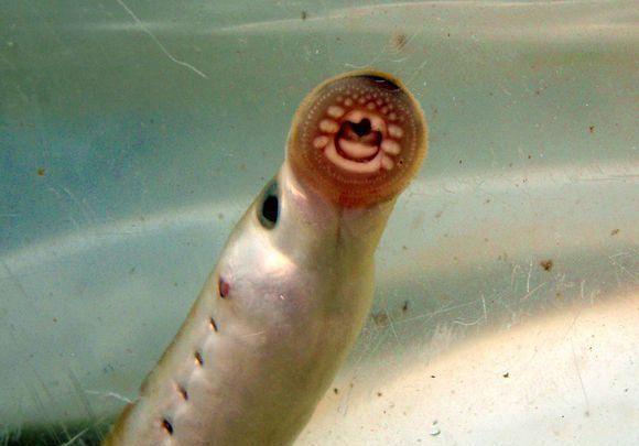 鱼类中的“吸血鬼”,已经存在3.6亿年,比食人鱼还要恐怖