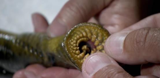 鱼类中的“吸血鬼”,已经存在3.6亿年,比食人鱼还要恐怖