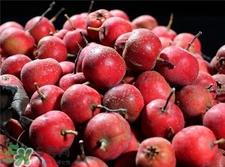 山楂核可以泡茶吗?山楂籽的功效与作用 山楂核可以泡茶吗?山楂籽的功效与作用