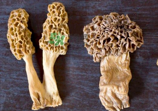 羊肚菌有假的吗？野生羊肚菌有几种？