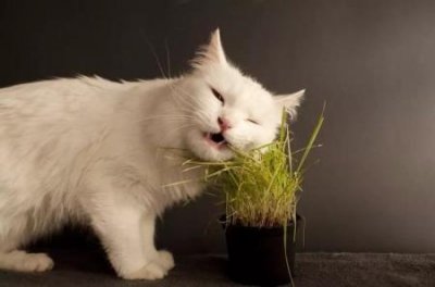 ​2个月的小奶猫吃什么比较好？2个月的小奶猫吃什么比较好养