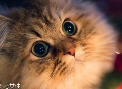 日抛型美瞳含水量高吗 多为高含水量型