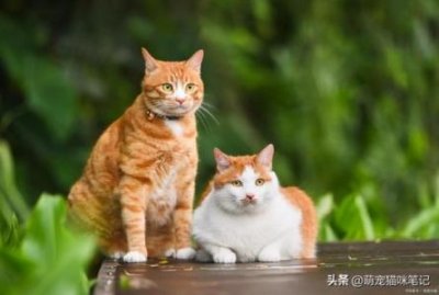 ​不做油腻小猫咪，这份去油指南请收好