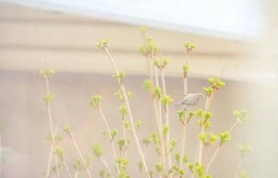 ​大白菜和土豆能一起吃吗？土豆和大白菜能一起吃吗？