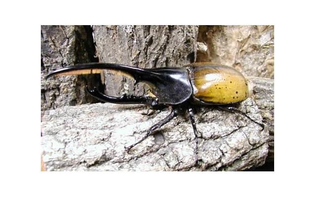 男人结扎后精子都去哪了? 男人结扎后精子都去哪了?