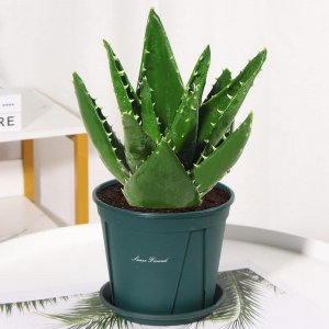 ​只需要一片叶子就可以栽活芦荟？是的，你没看错