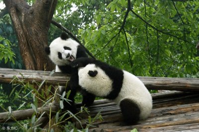 ​大熊猫有尾巴吗-关于萌萌哒大熊猫的趣知识