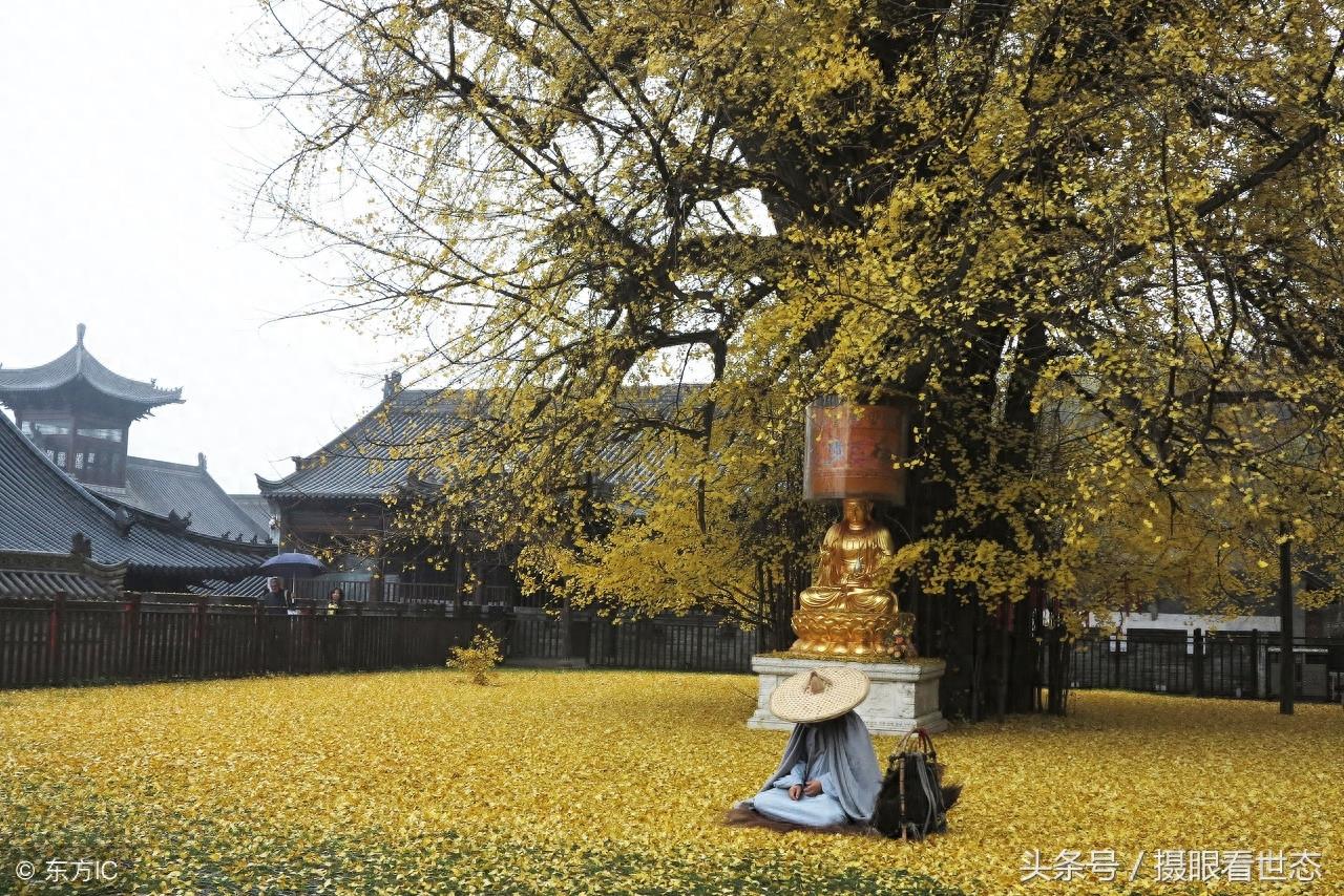 相传这棵银杏树是唐太宗李世民亲手栽种距今1400年,现正值观赏期