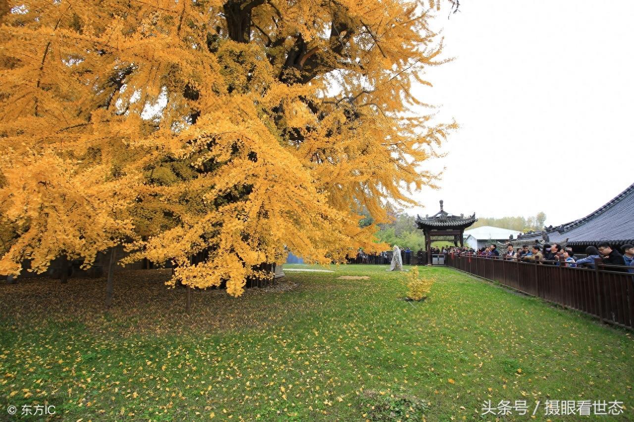 相传这棵银杏树是唐太宗李世民亲手栽种距今1400年,现正值观赏期