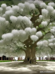 ​唯美流苏（图片选自网络）