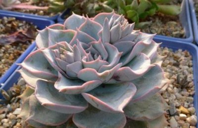 ​养花技巧：皮氏石莲的养殖方法