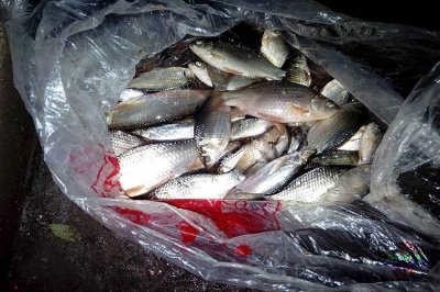 ​野钓鲫鱼饵料这样搭配 十个钓友九个没用过