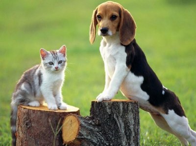 ​养狗的6大害处，很多人都接受不了