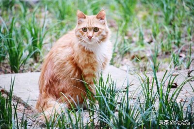 ​猫丢了会想主人吗？绝大多数的猫不会