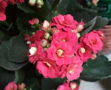 ​长寿花凋谢后别松懈，这样剪一刀，后面还能继续冒花苞