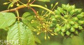 刺五加的选购技法 怎么挑选刺五加? 刺五加的选购技法 怎么挑选刺五加?