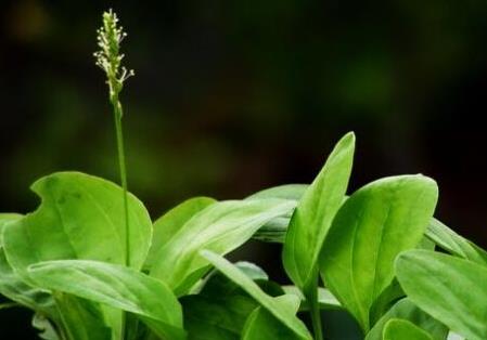 车前草什么时候采摘最好 采摘时间