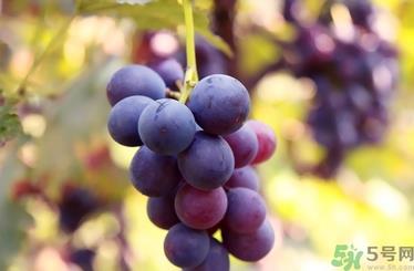 葡萄酒起白沫是怎么回事?葡萄酒起白沫怎么办? 葡萄酒起白沫是怎么回事?葡萄酒起白沫怎么办?