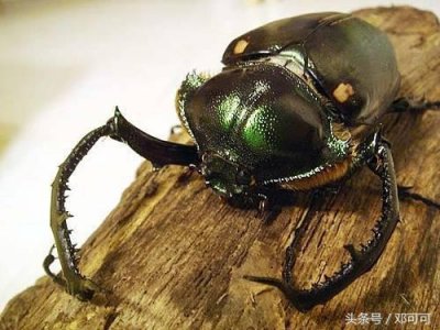 ​下次抓到这种虫子千万别放生了，一只价值几十万呢！