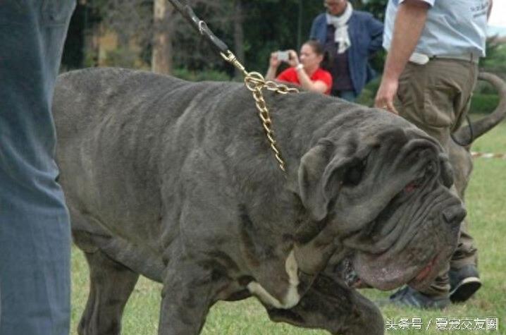 表情严肃、强壮有力、外观漂亮的猛犬,意大利纽波利顿犬