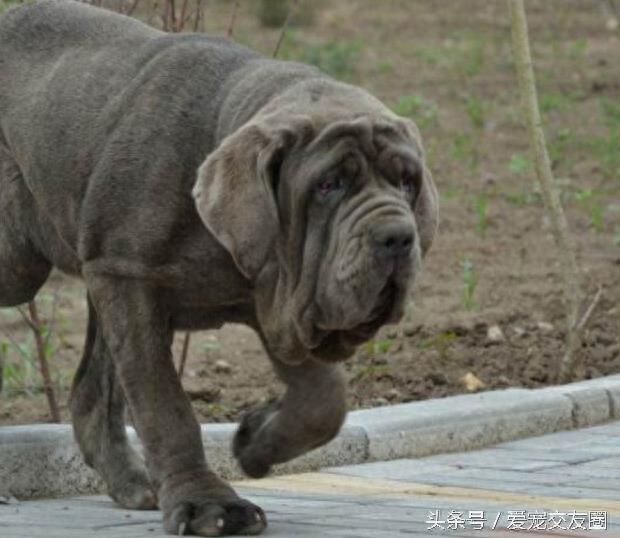 表情严肃、强壮有力、外观漂亮的猛犬,意大利纽波利顿犬